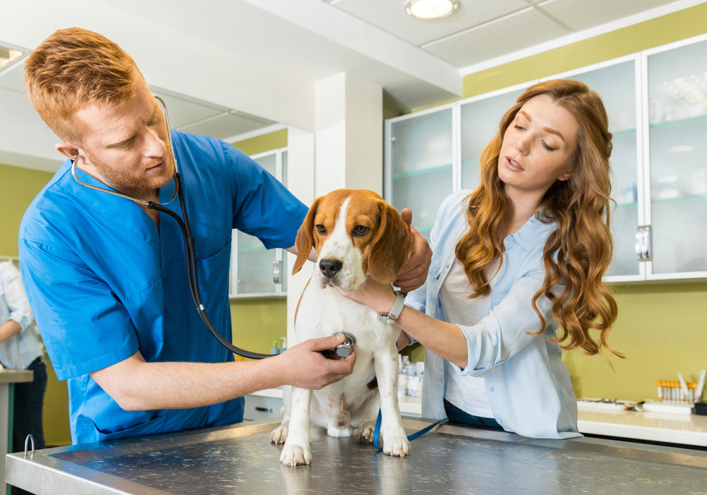 Affordable Veterinary Clinic