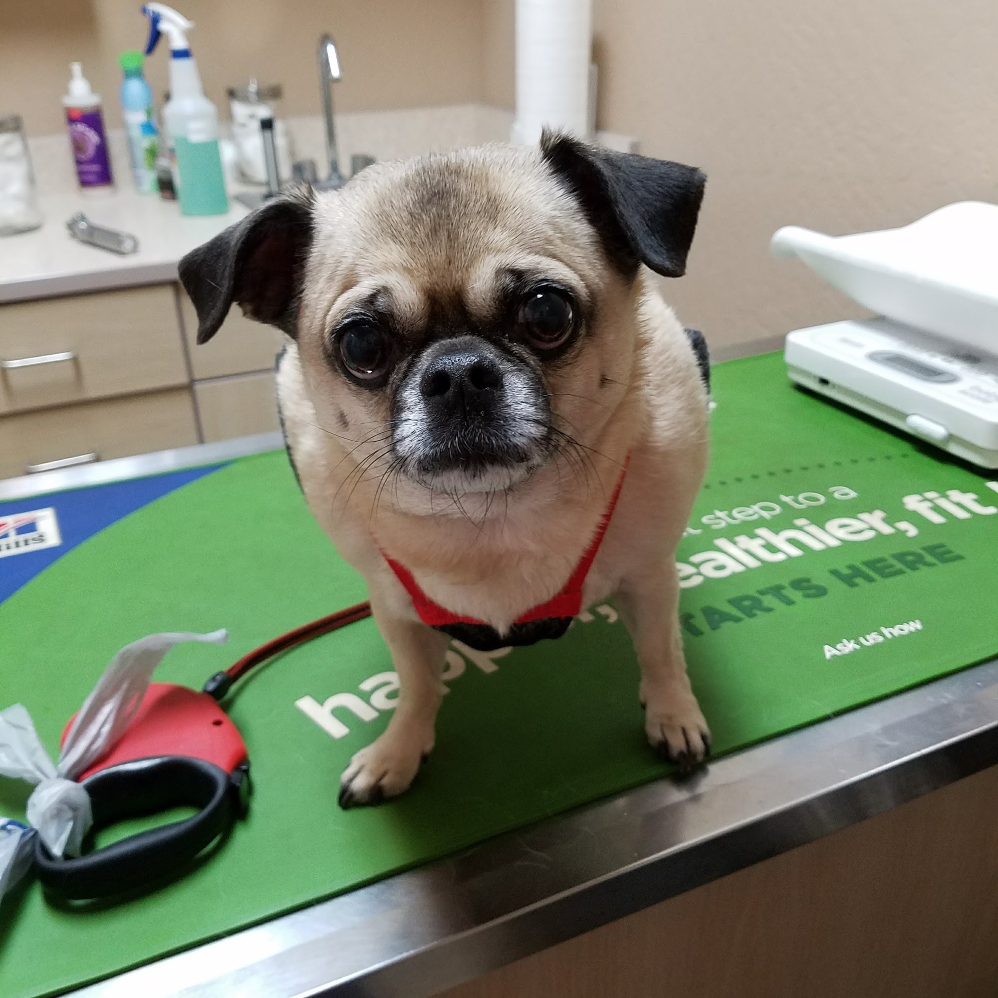 High Country Pet Clinic