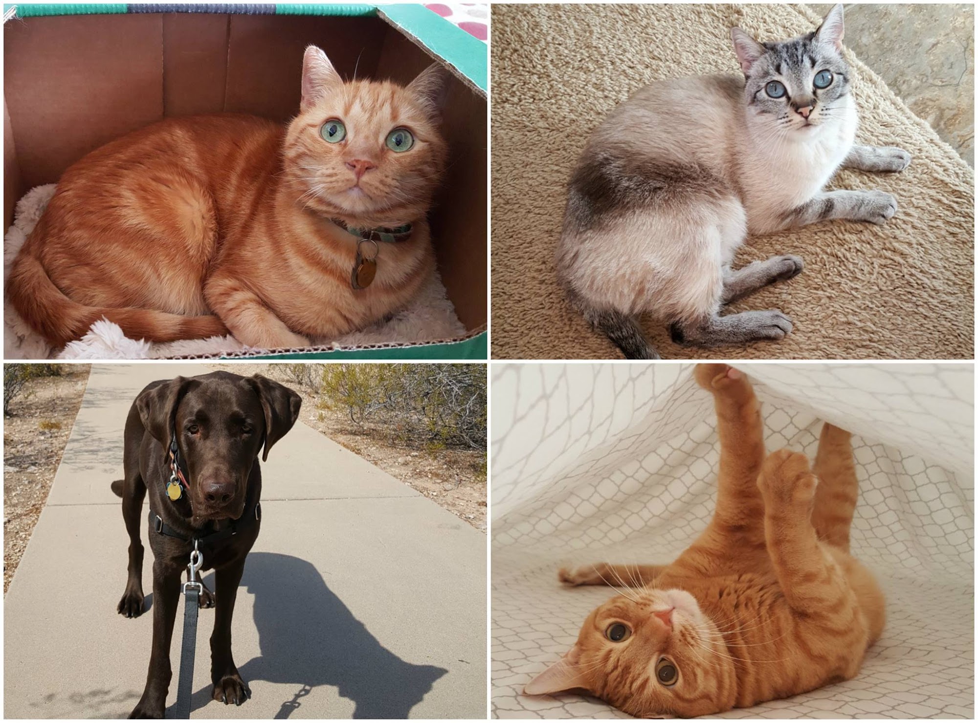 Animal Clinic Del Rancho, A Thrive Pet Healthcare Partner