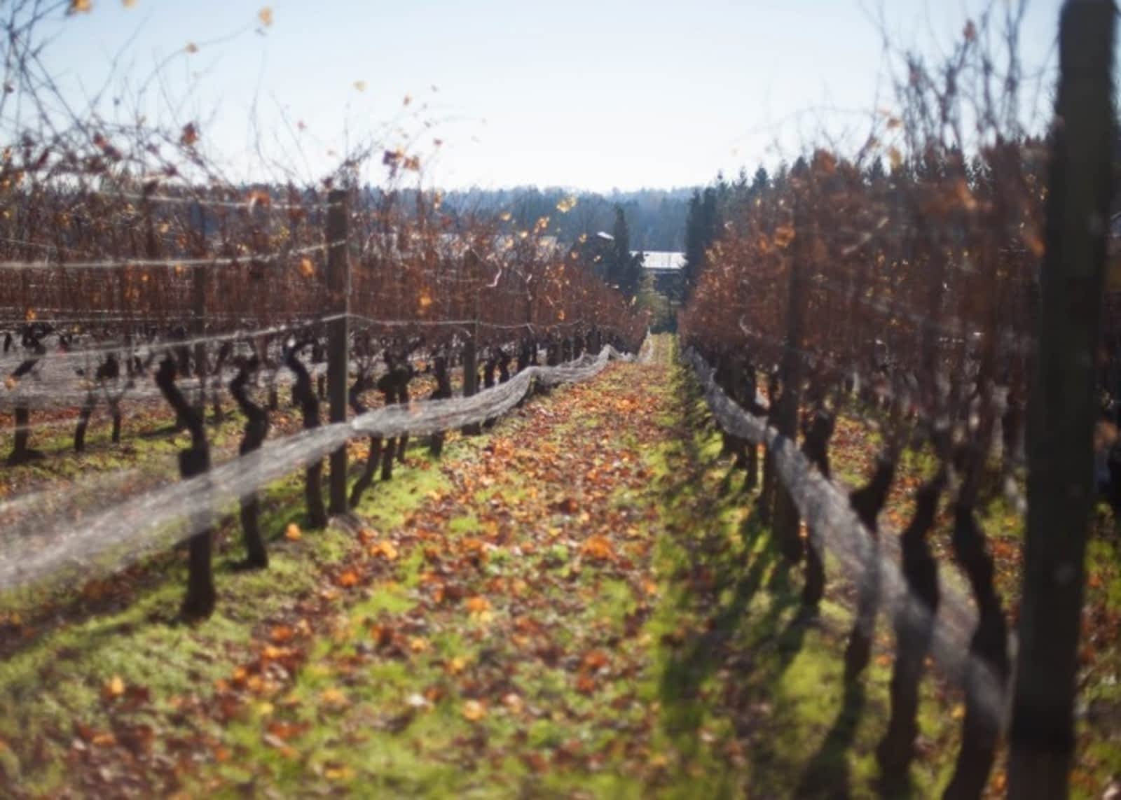 Photo credit: yellowpages.ca