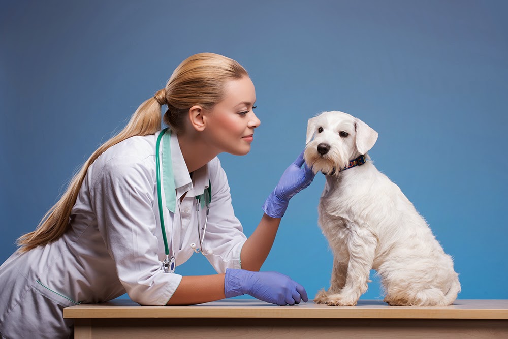 Veterinary Out-Patient Clinic