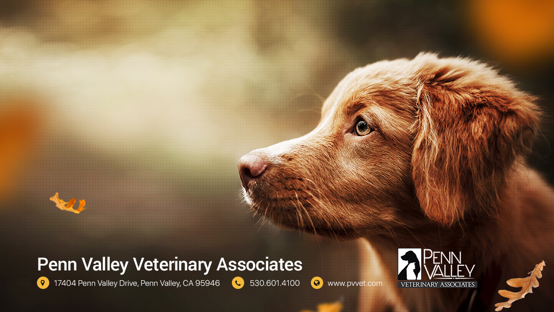 Penn Valley Veterinary Associates