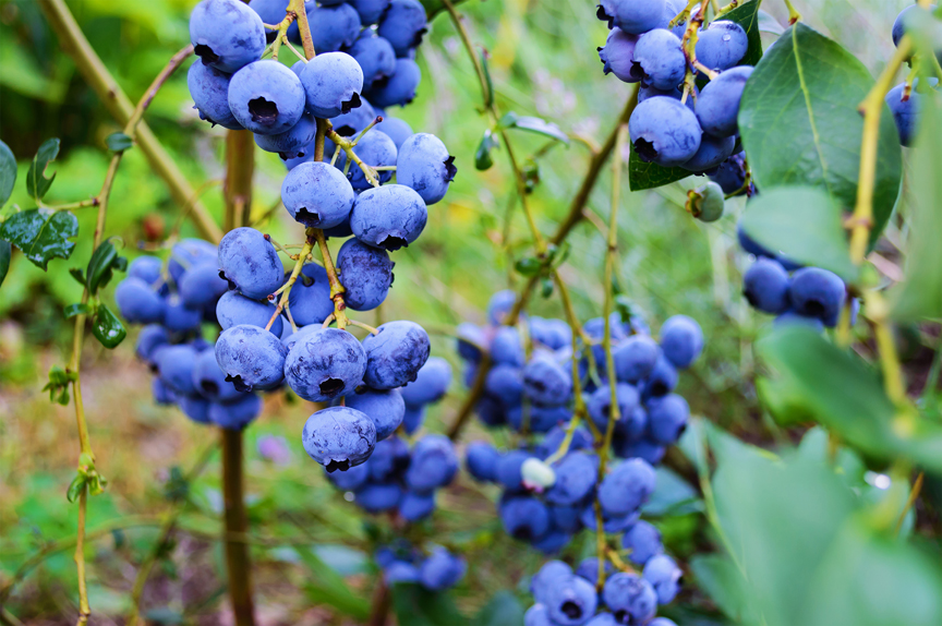 GREEN ACRES NURSERY & SUPPLY - Sacramento CA - Hours, Directions ...