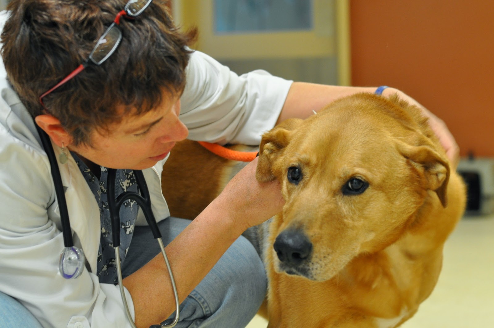 SPCA for Monterey County Veterinary Clinic