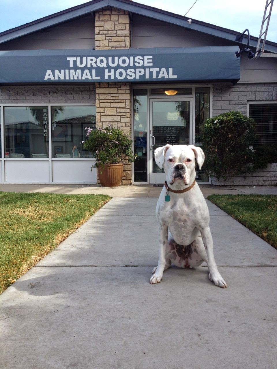 Turquoise Animal Hospital