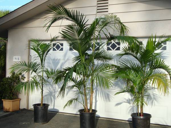 Discovery Island Palms