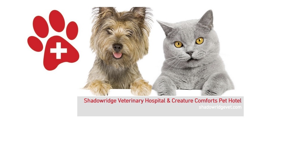 Shadowridge Veterinary Hospital & Creature Comforts Pet Hotel in Vista