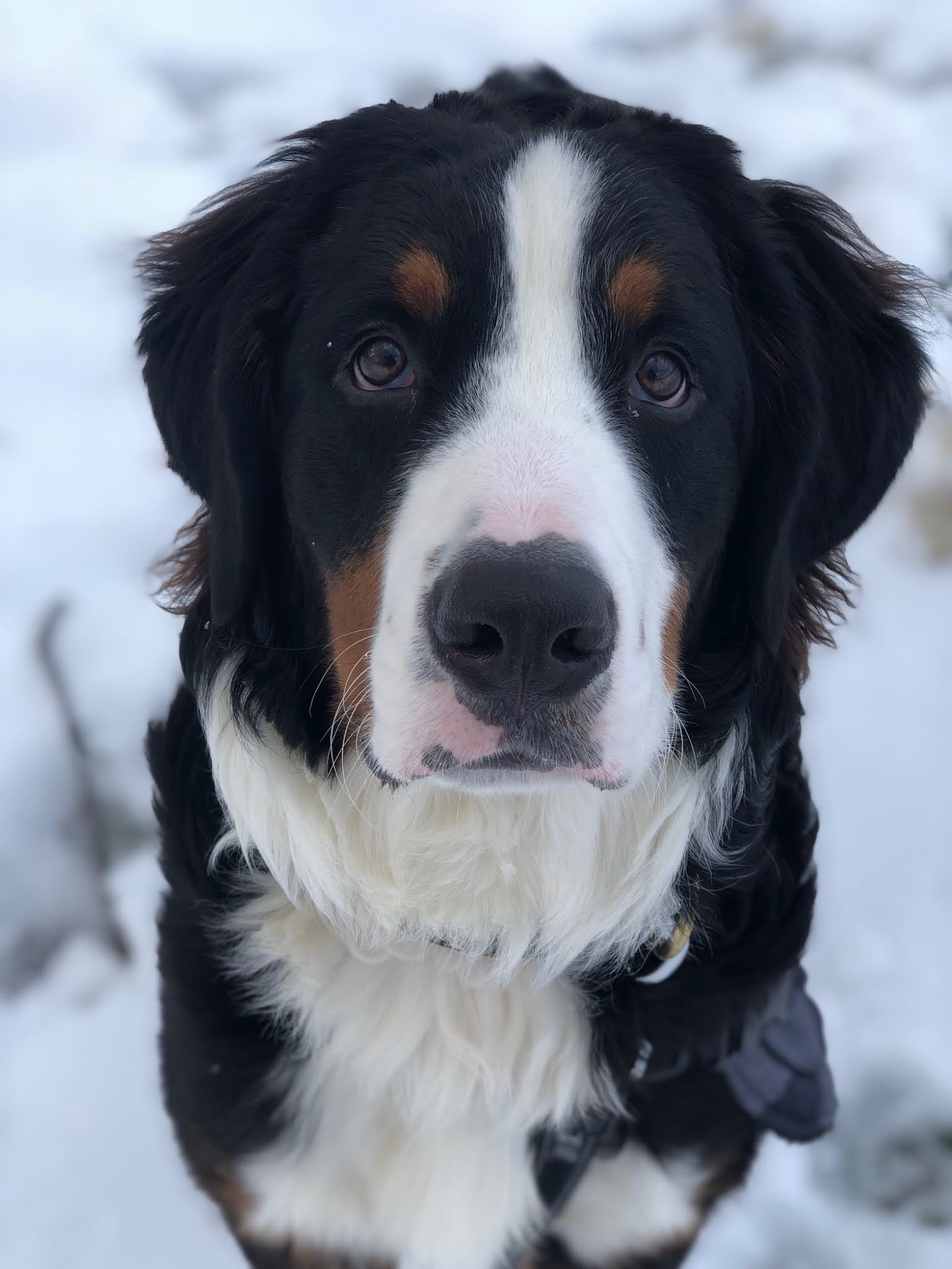 Starling Physicians: Michael Deshaies, DO