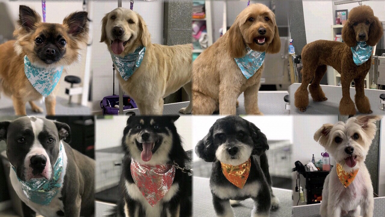 One Pampered Pup Dog Grooming