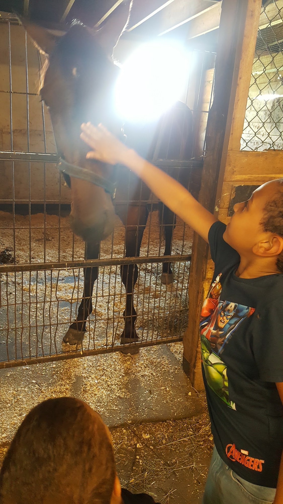 Stewart Equine Clinic