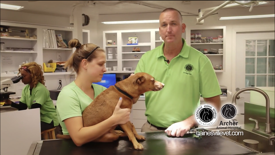 Gainesville Animal Hospital West