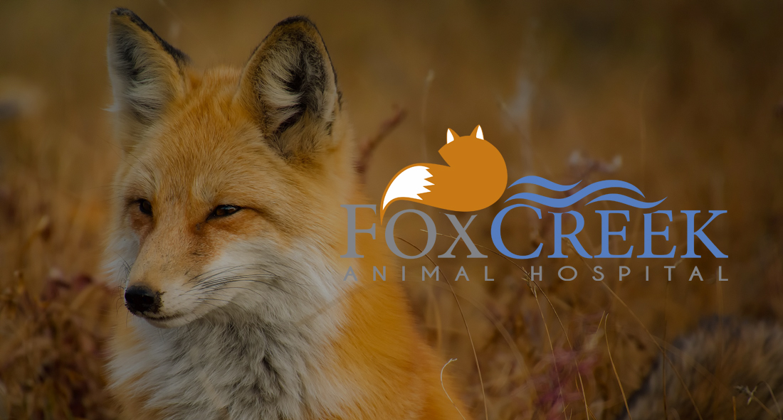 Fox Creek Animal Hospital