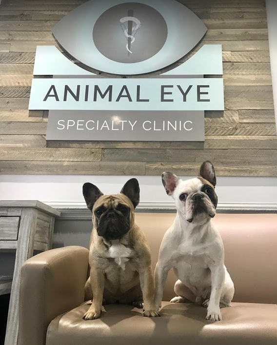 Animal Eye Specialty Clinic - Stuart