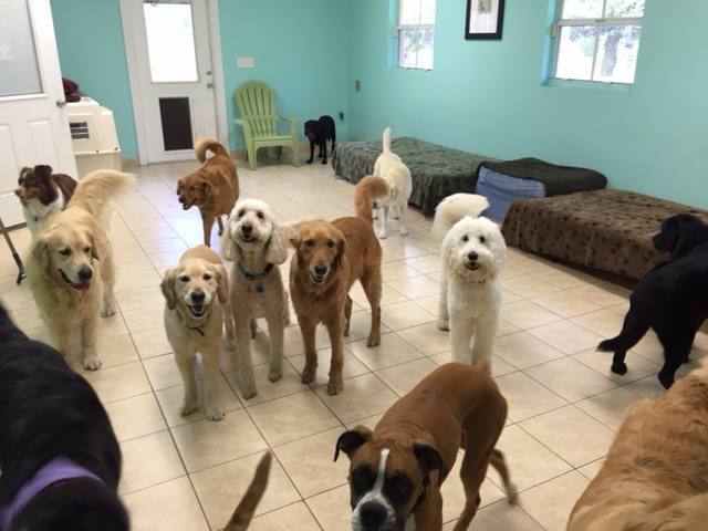 South Paw Massage & Wellness - Home of the Vero Beach Canine Country Club