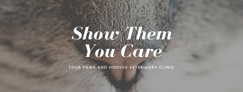 Four Paws Veterinary Clinic