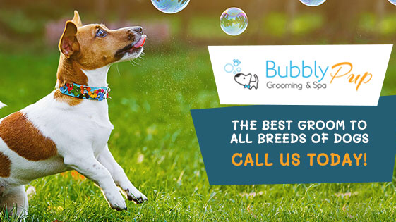 Bubbly Pup Grooming & Spa