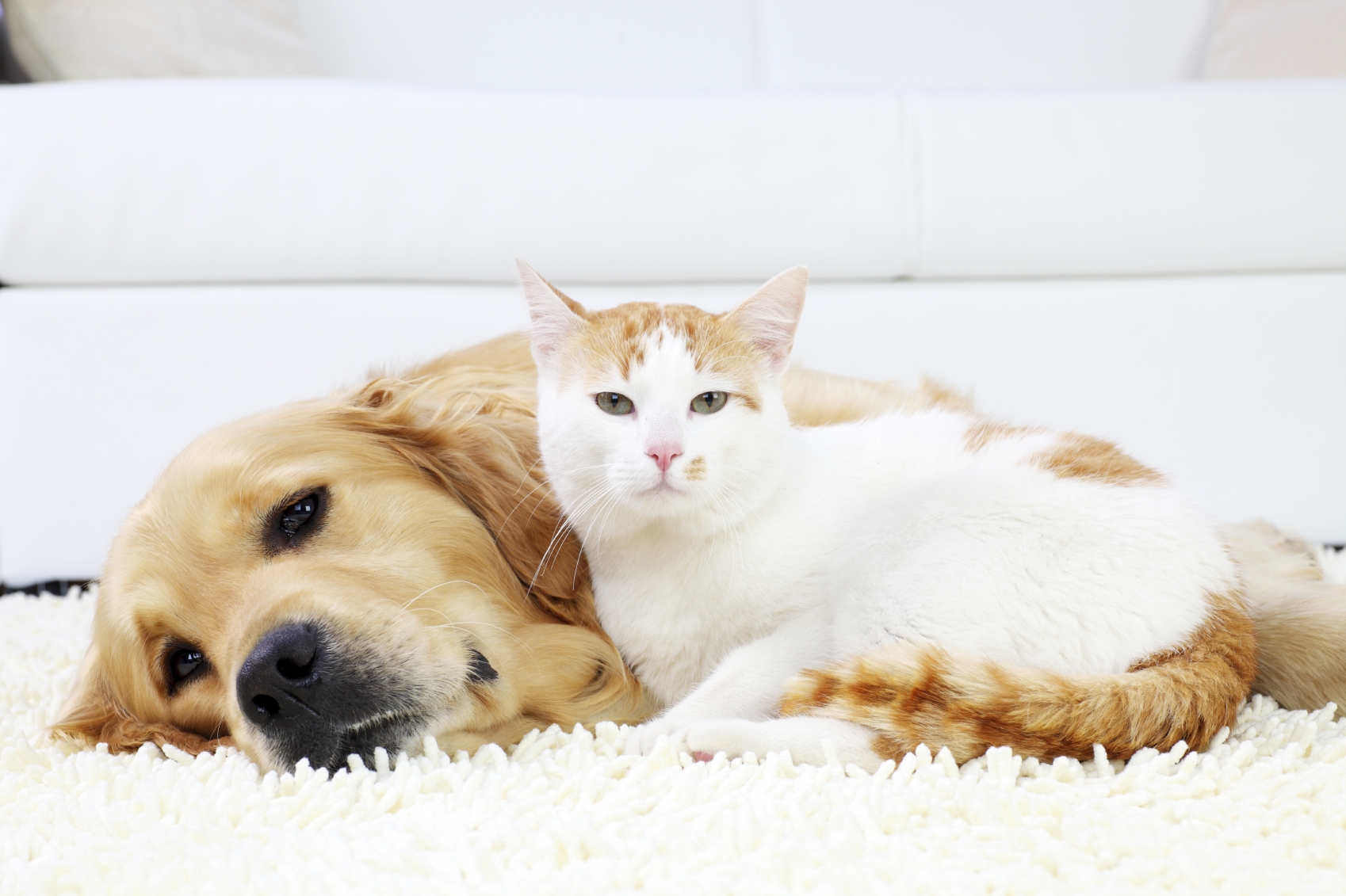 Thrive Pet Healthcare Medford