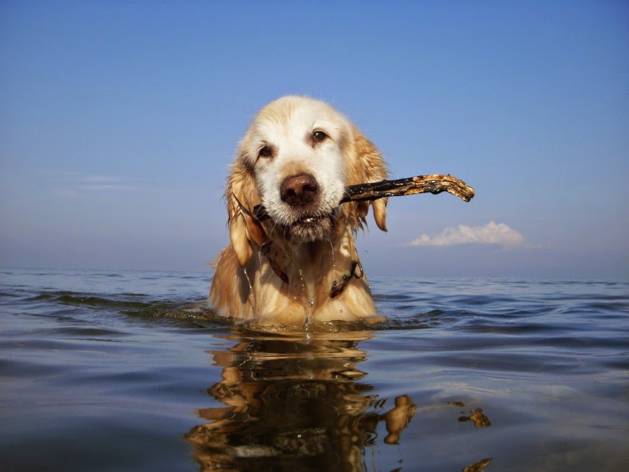 Lakeshore Animal Hospital