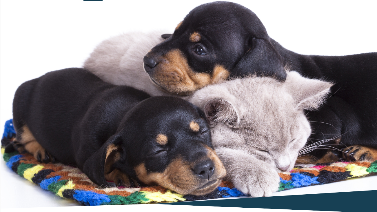 Pet Stop Veterinary Clinic