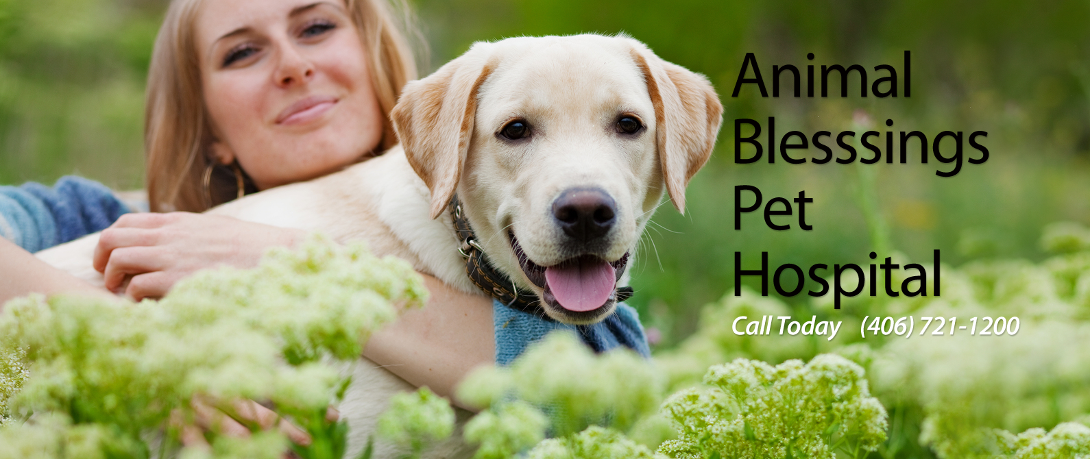 Animal Blessings Pet Hospital