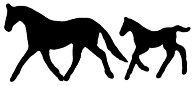 Carolina Coastal Equine Veterinary Service