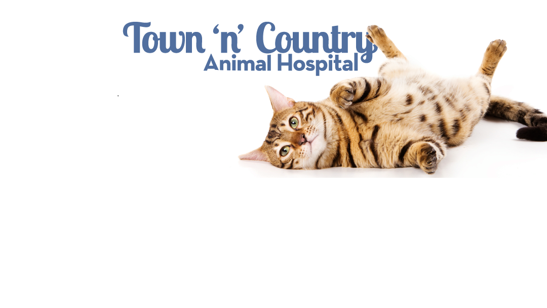 Town N Country Animal Hospital