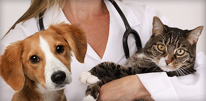 Whiskers and Paws Veterinary Wellness Clinic