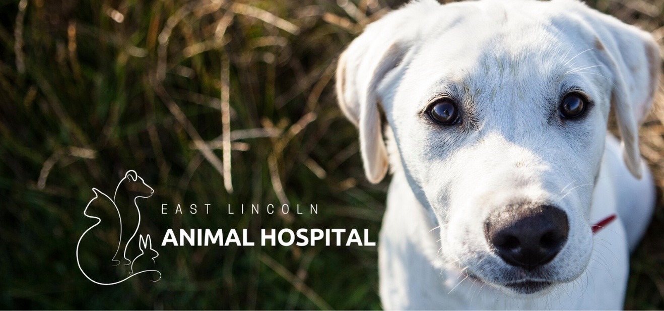 East Lincoln Animal Hospital