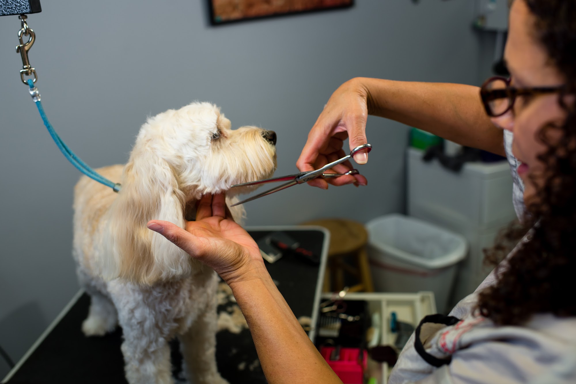 Grooming Shop at Veterinary Center of Morris County