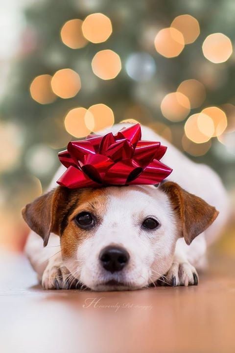HousePaws Vets In Training 201 Main St #104, Rancocas