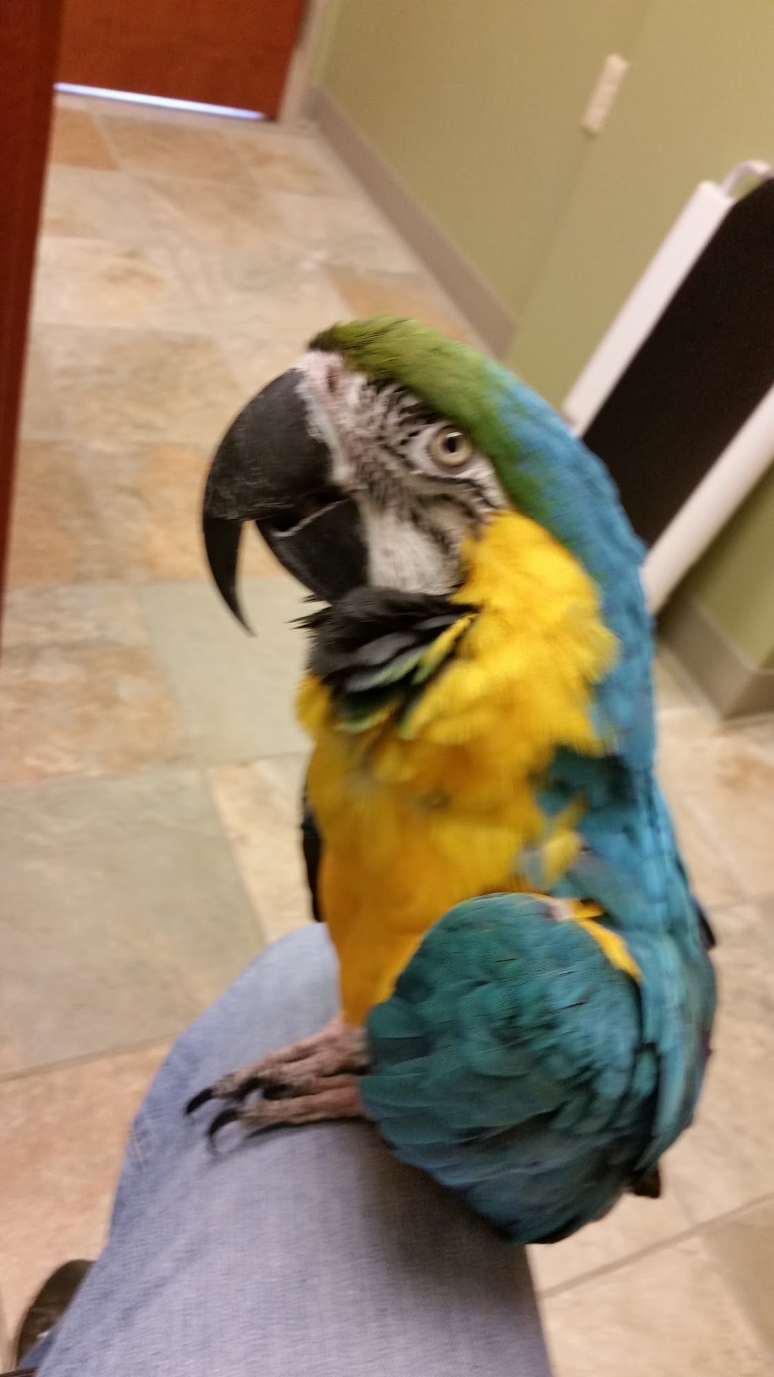 Specialized Care For Avian & Exotic Pets