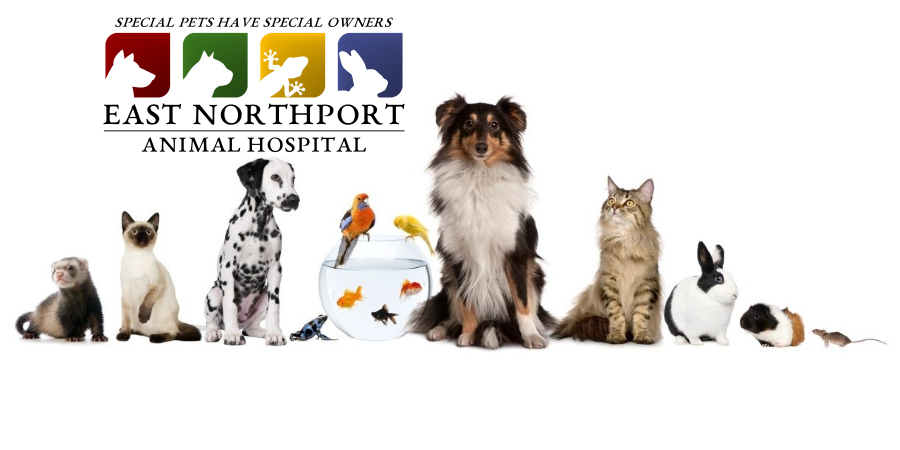 East Northport Animal Hospital