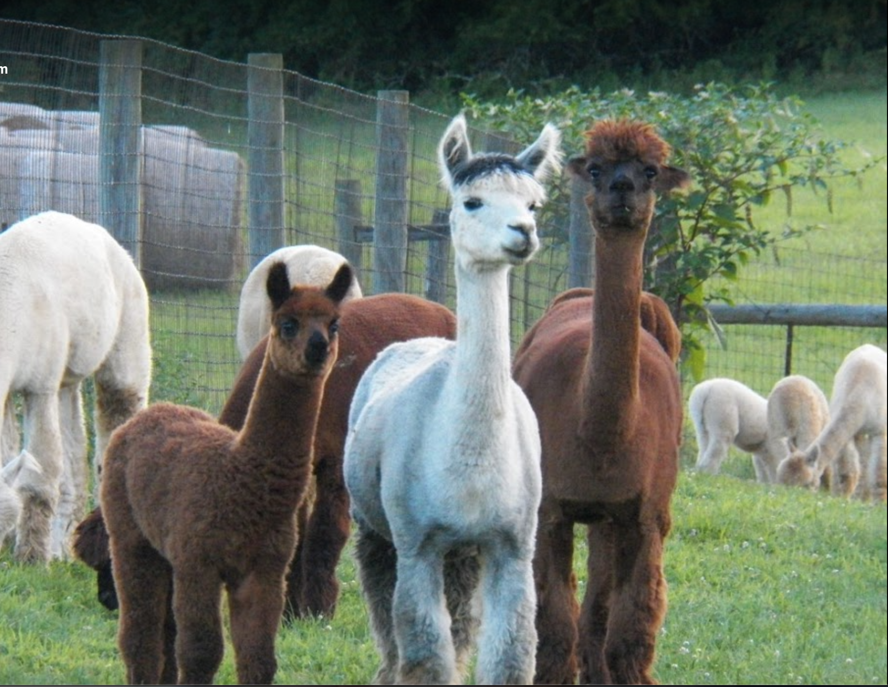 New Richmond Alpaca Farm