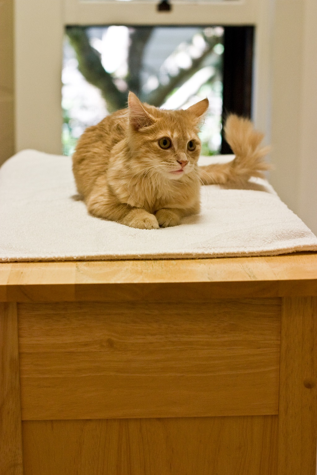 Corvallis Cat Care Veterinary Hospital For Cats