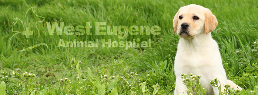West Eugene Animal Hospital