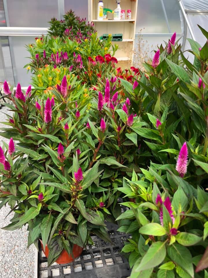 POCONO FARMERS MARKET Blakeslee PA Hours, Directions, Reviews