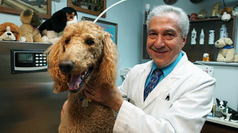 All Pets Dental Care & Oral Surgery