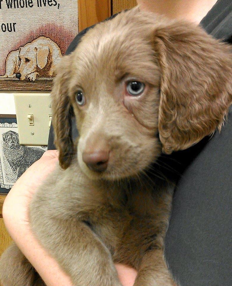 New Oxford Veterinary Clinic