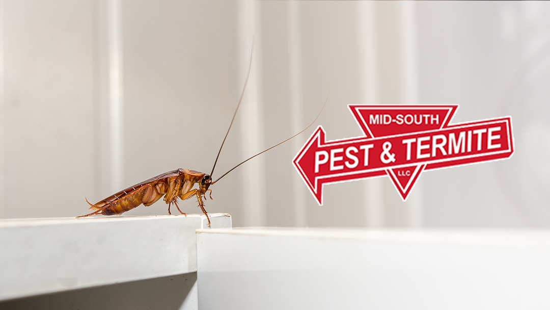 Mid-South Pest & Termite