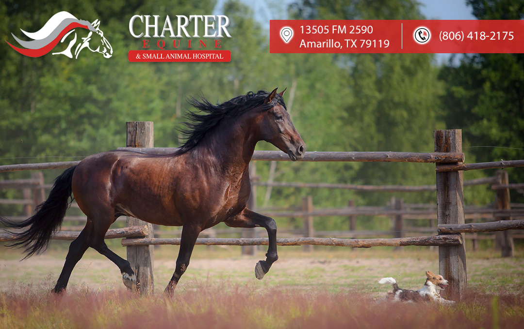Charter Equine & Small Animal Hospital