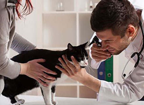 Critter Care Veterinary Clinic