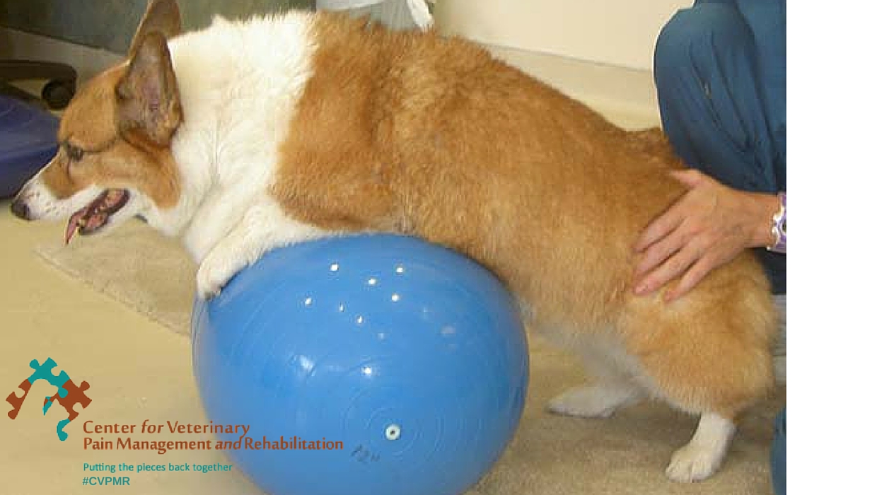 Center for Veterinary Pain Management and Rehabilitation