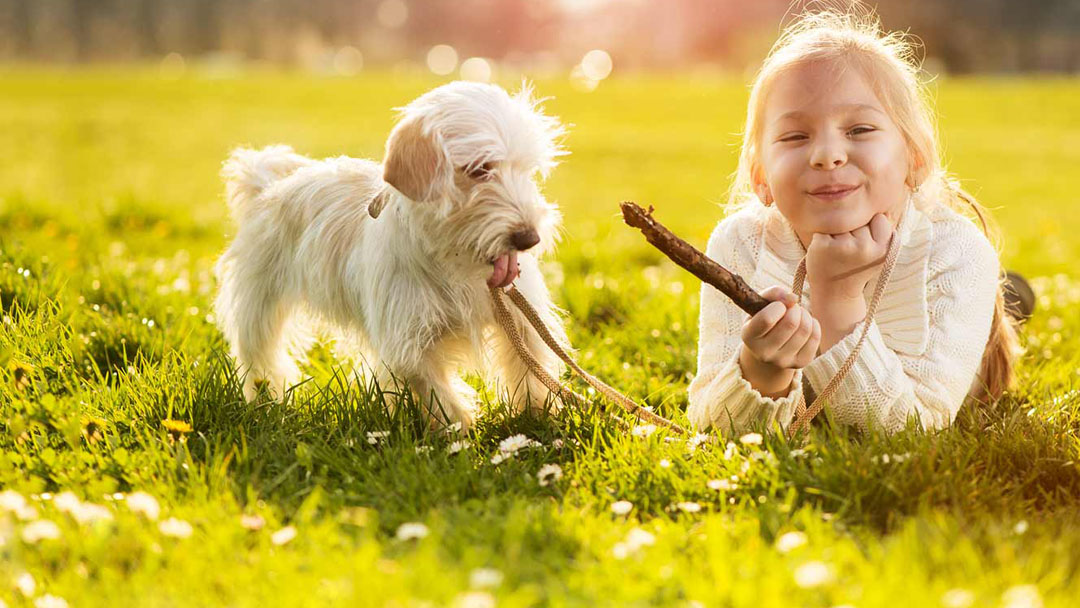 Texas Animal Medical Center