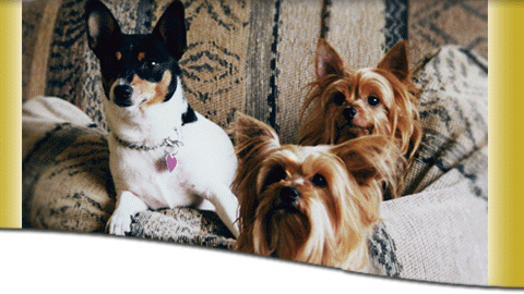 Pampered Pets Groomed by Barbara