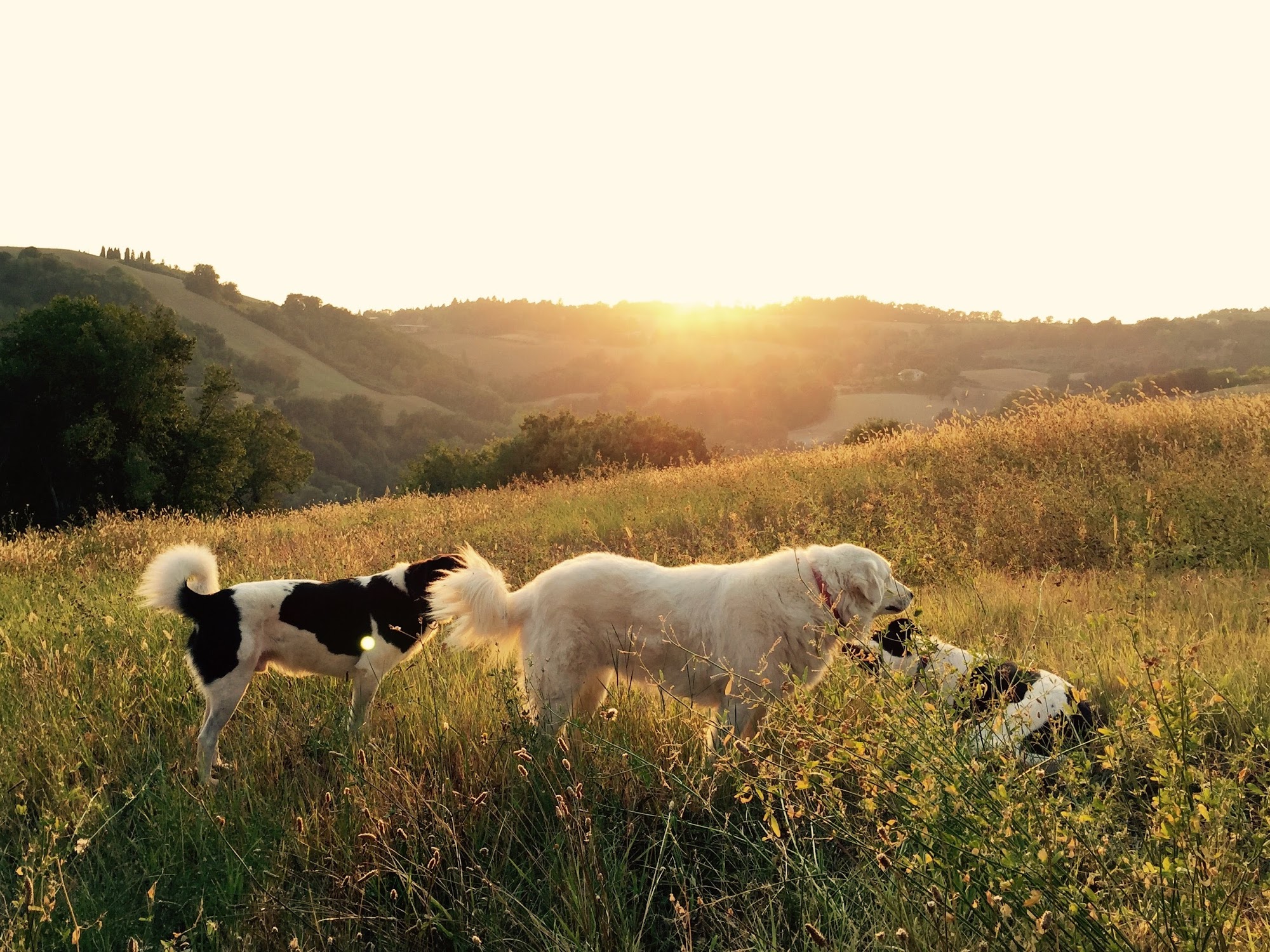 Animals First Veterinary Service