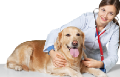 Puyallup Valley Veterinary Clinic