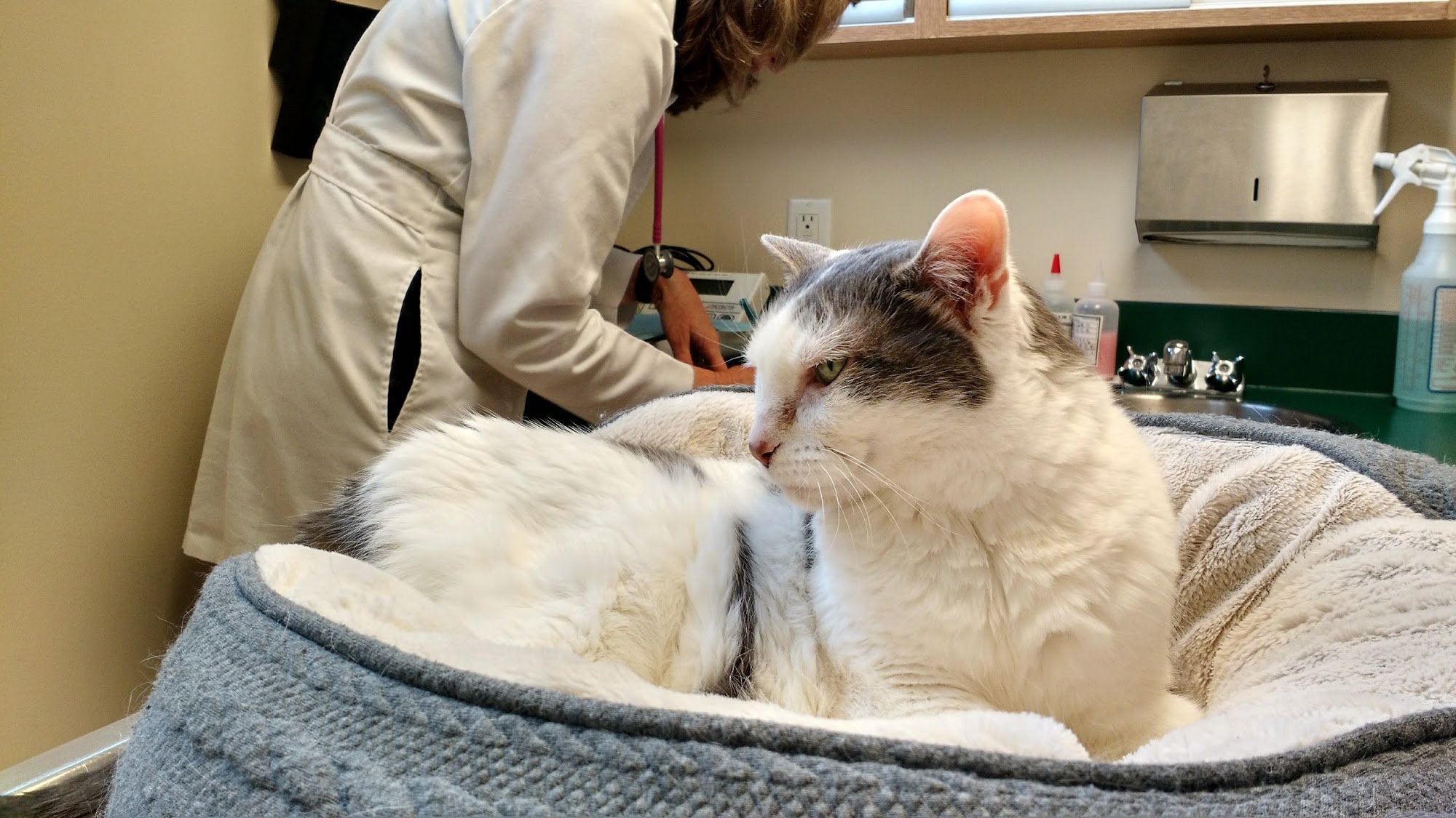 Cat Clinic of Seattle
