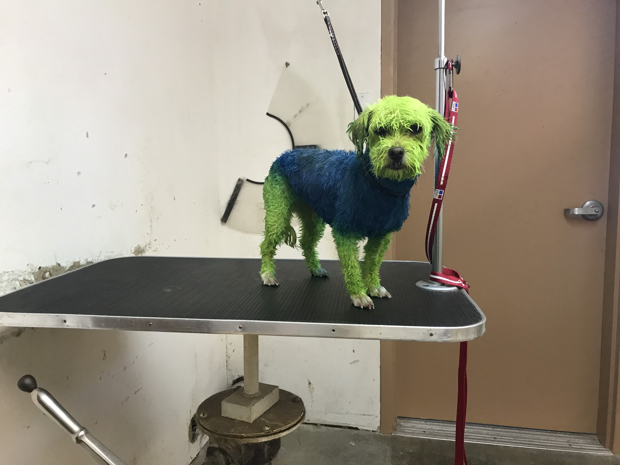 Airport west animal clinic that groomer guy
