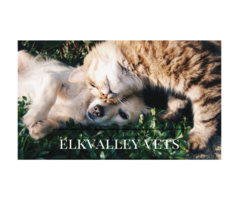 Elk Valley Veterinary Hospital